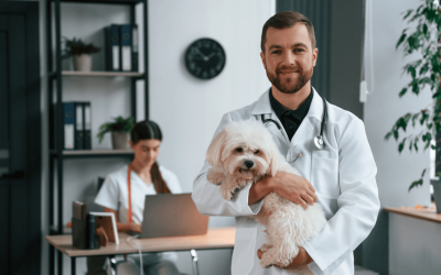 Improving Organic Traffic for a Local Veterinary Clinic