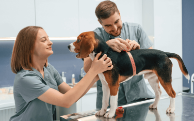 Scaling SEO for a Veterinary Group