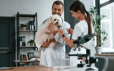 The Importance of Local SEO for Veterinarian Clinics