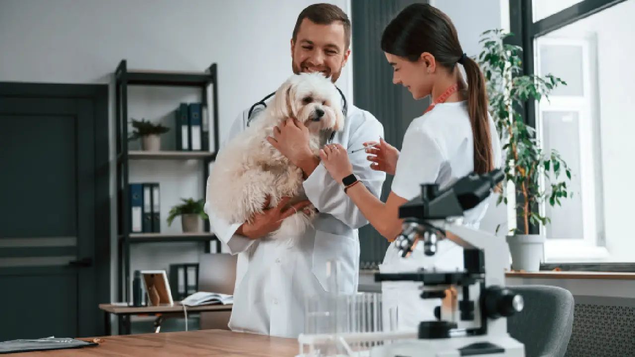 The Importance of Local SEO for Veterinarian Clinics